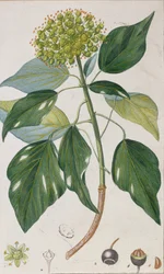 Klatrende eføy, botanisk plate, ca. 1820